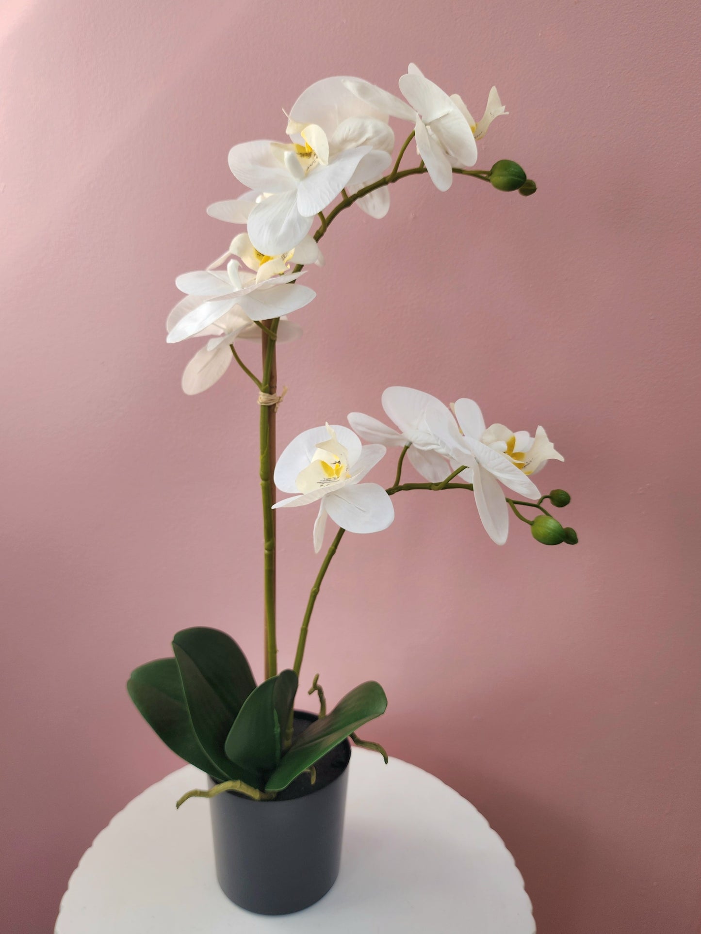 Potted Orchid