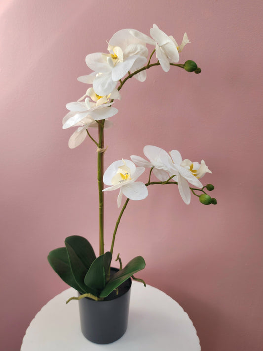 Potted Orchid