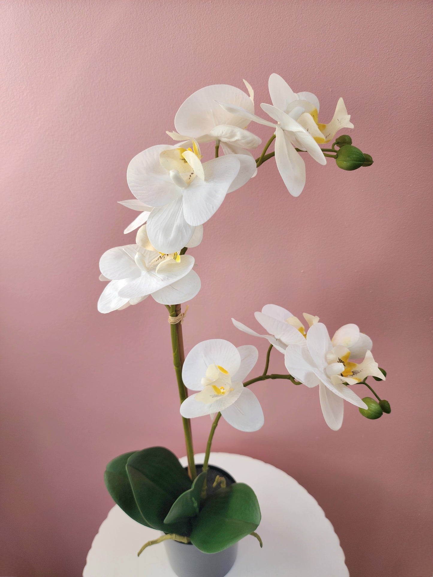 Potted Orchid