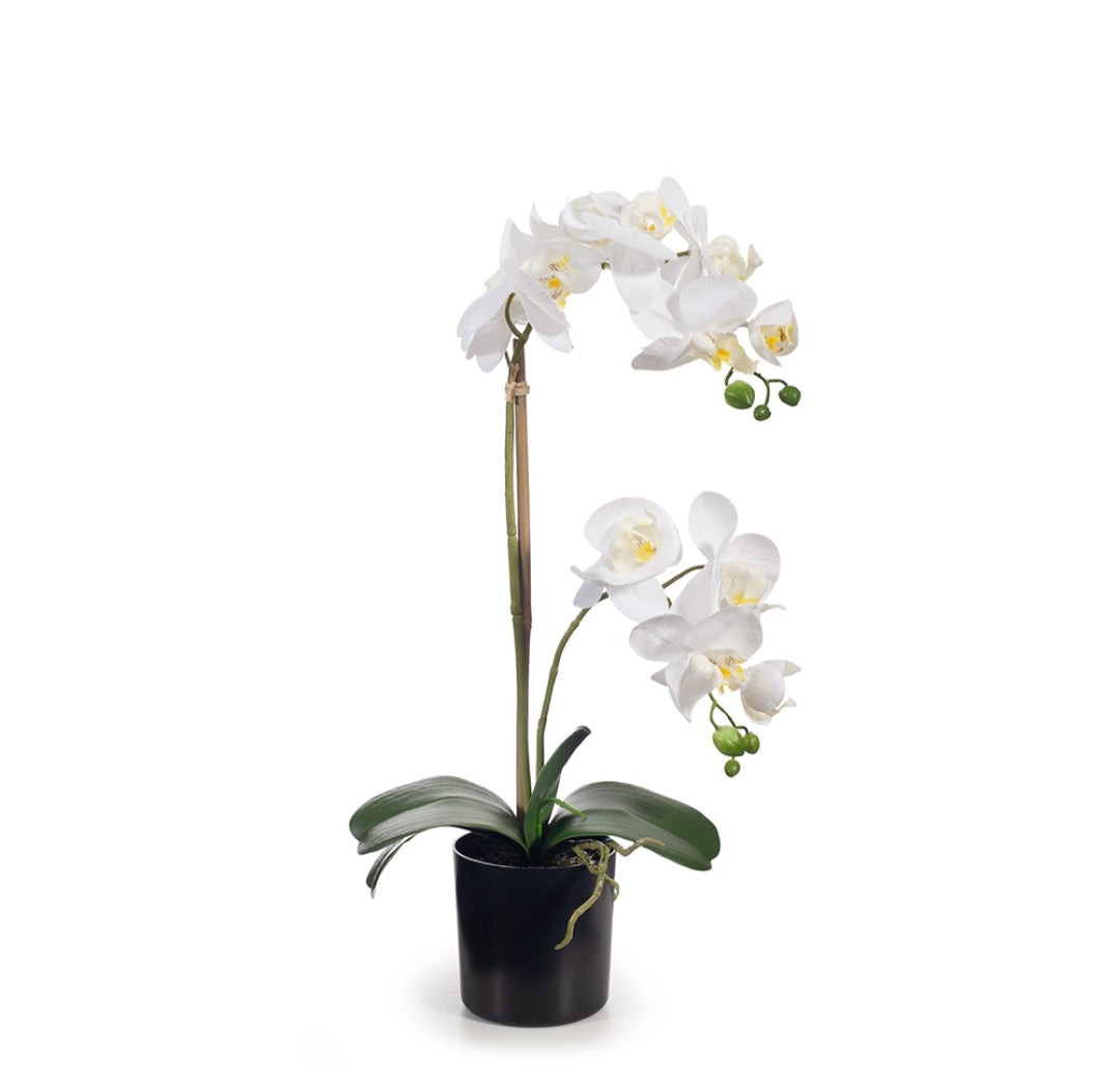 Potted Orchid